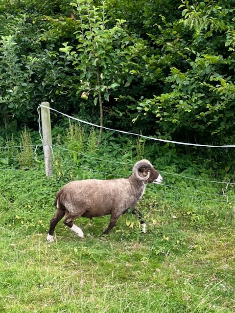 Rams for sale image 3