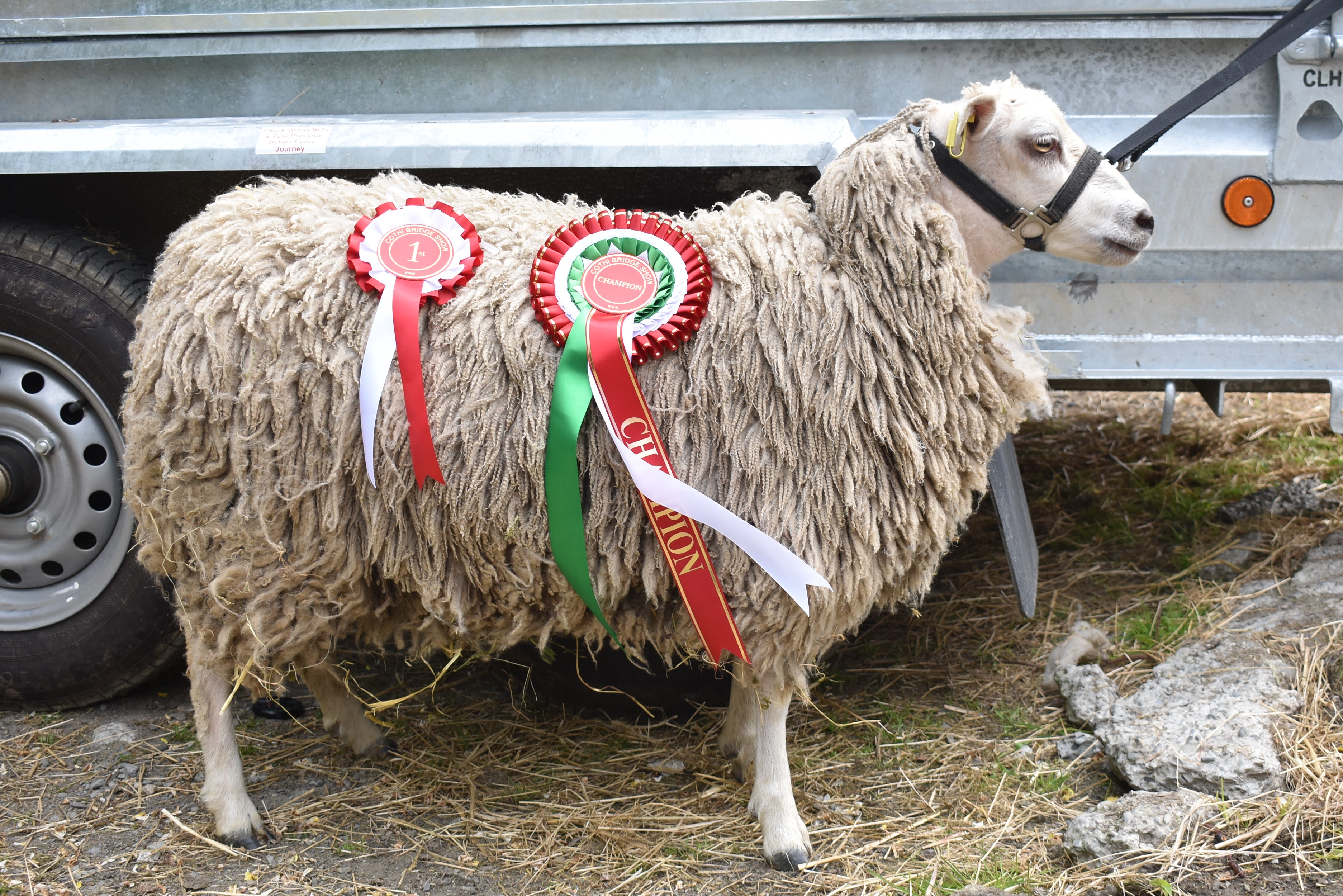 Ewes, ewe lambs and wethered ram lambs for sale