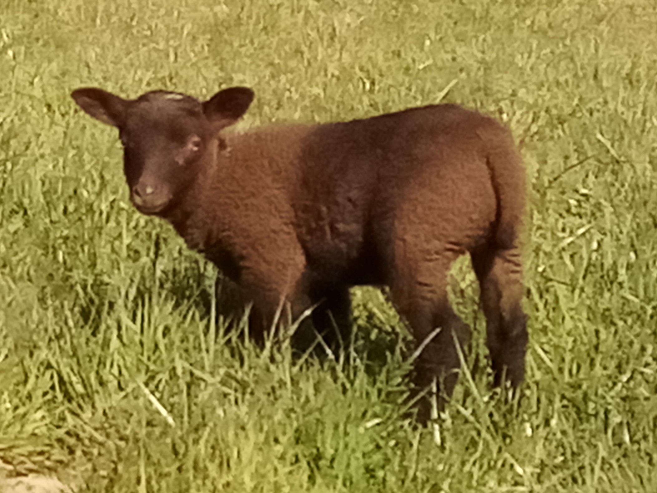 Ewes, ewe lambs and wethered ram lambs for sale image 2