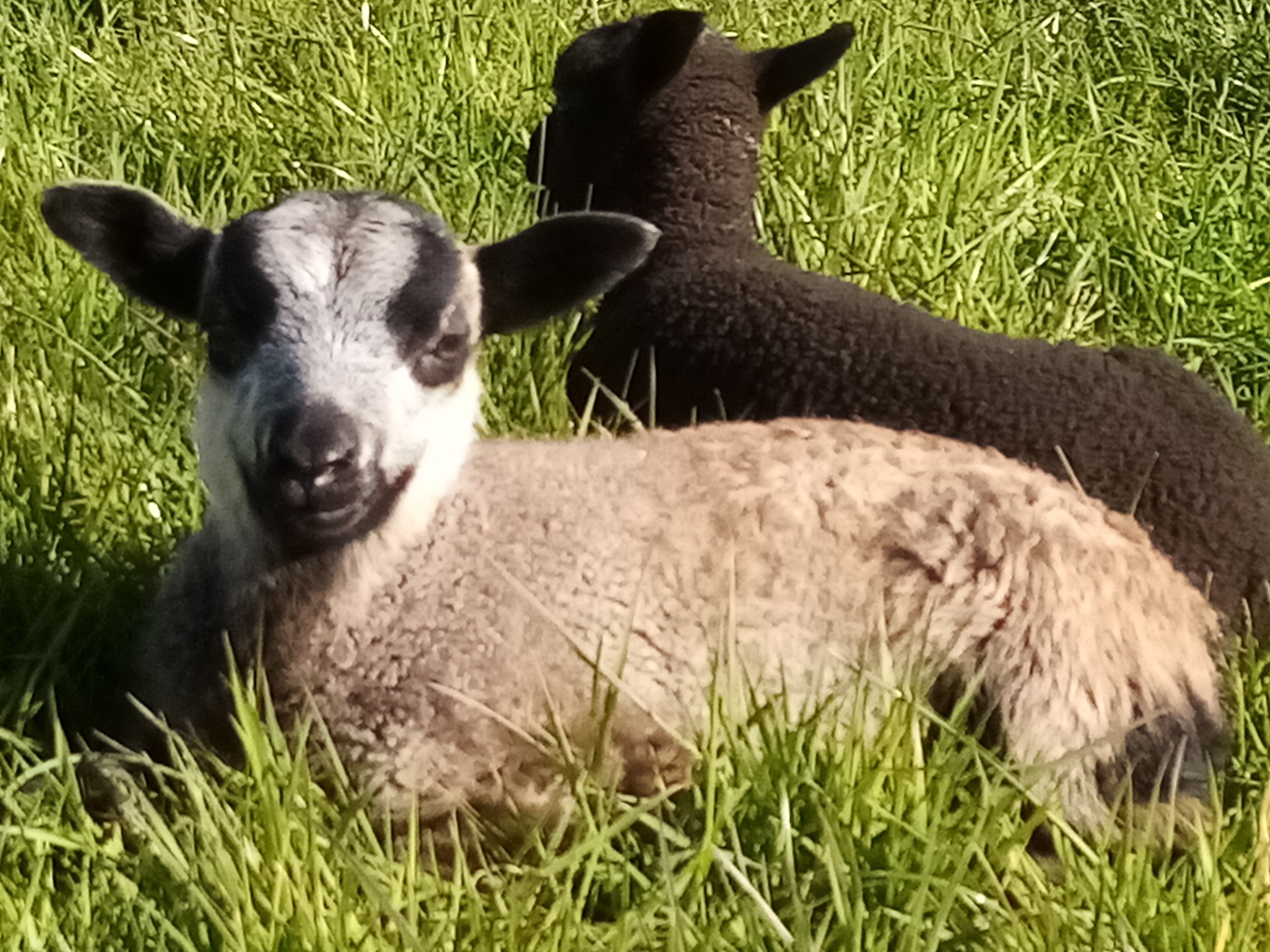 Ewes, ewe lambs and wethered ram lambs for sale image 3
