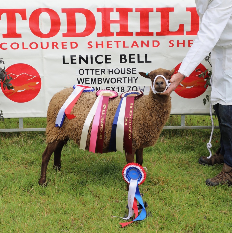 Todhill Flock of Coloured Shetlands image 1