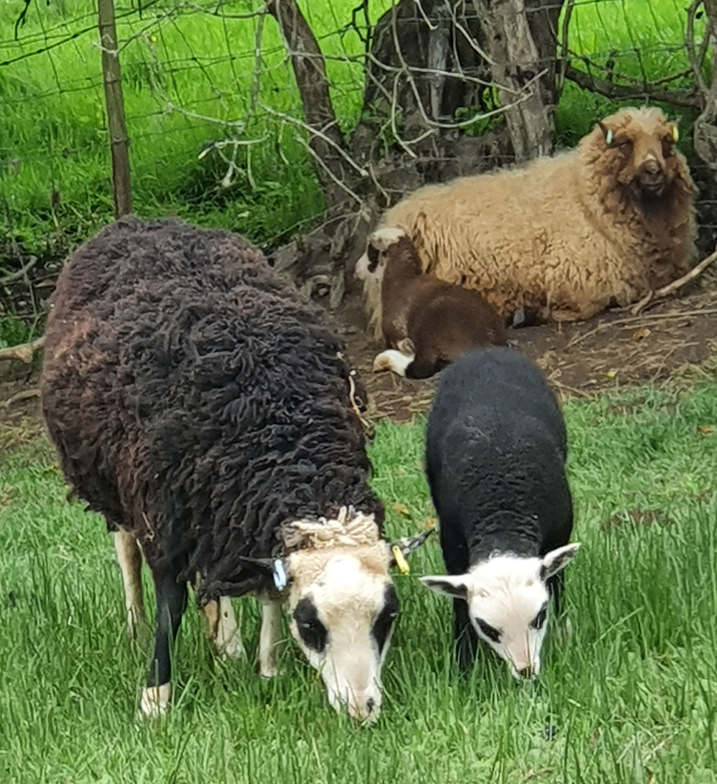 Ewes & lambs for Starter Flock. image 1