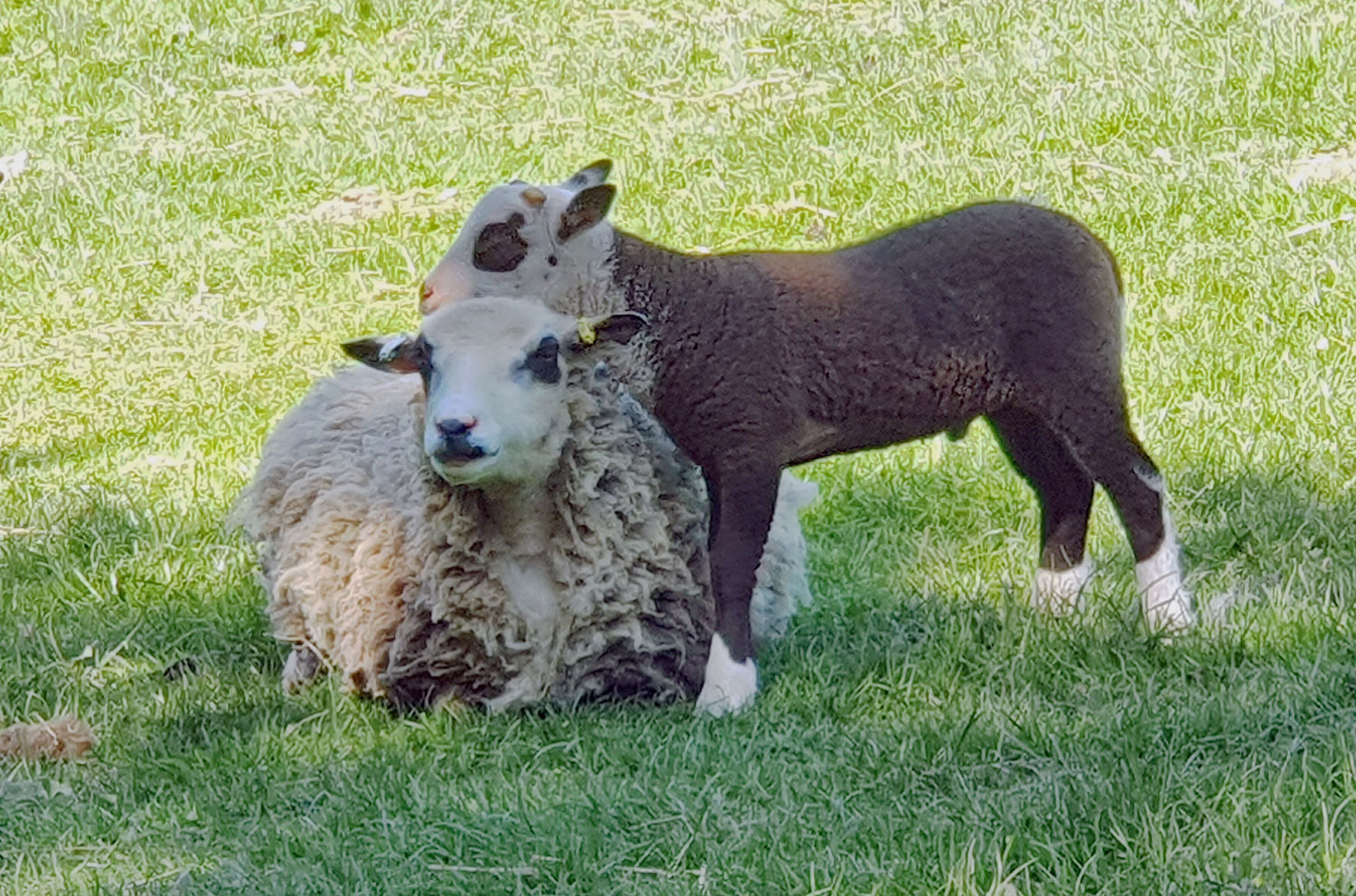 Ewes & lambs for Starter Flock. image 2