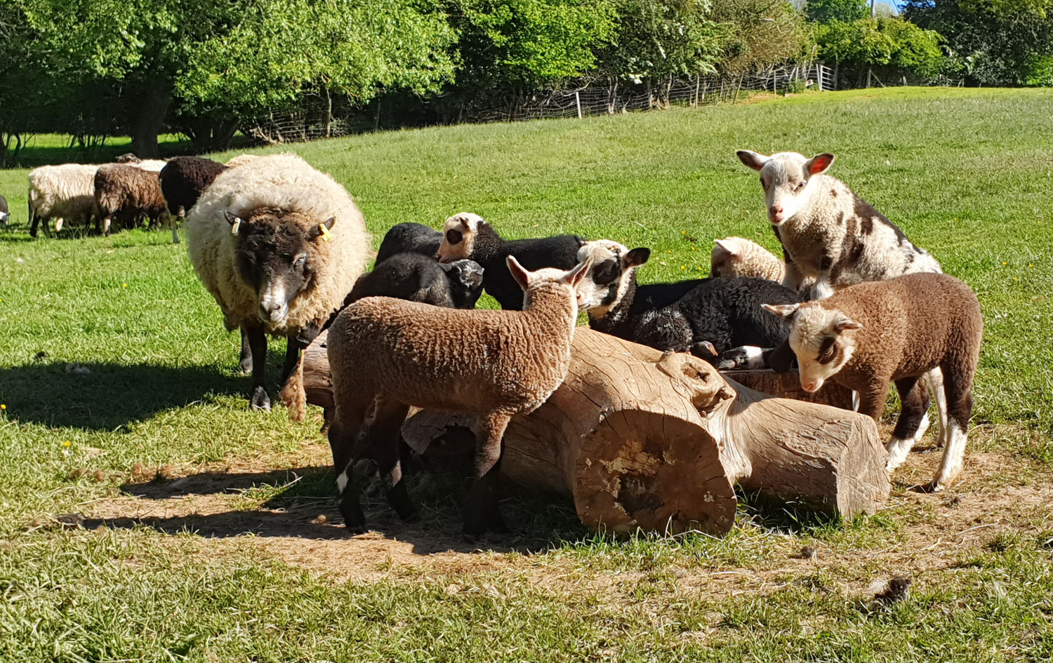 Ewes & lambs for Starter Flock. image 3