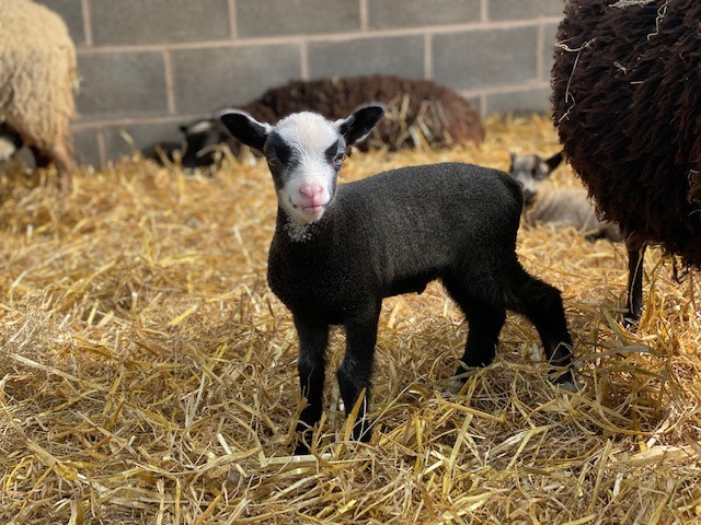 Ewes with lambs at foot. Sire Cronklea Oscar image 1