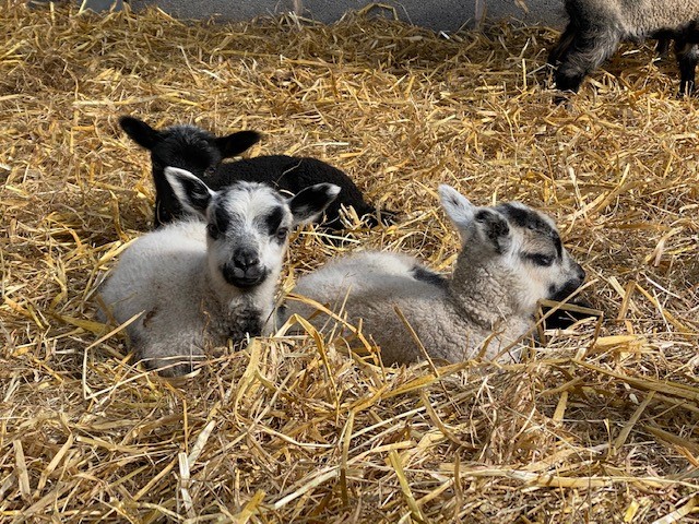 Ewes with lambs at foot. Sire Cronklea Oscar image 2