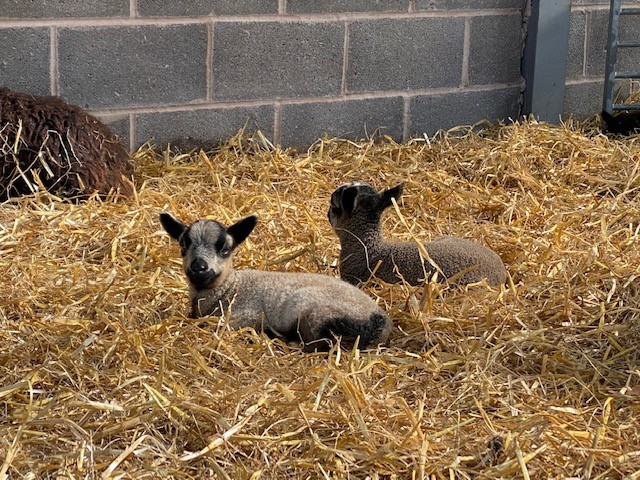 Ewes with lambs at foot. Sire Cronklea Oscar image 3