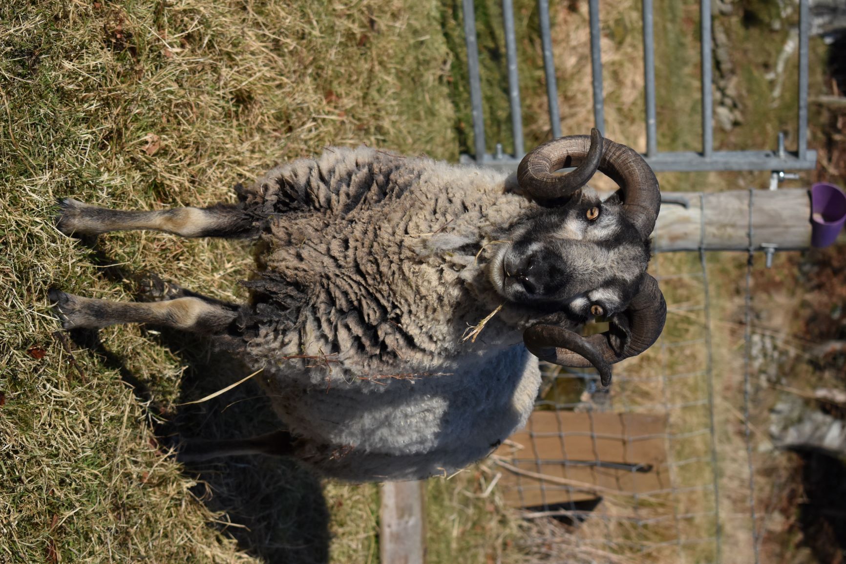 Approved Tup - 070080* LONG JOHN of Meadows image 1