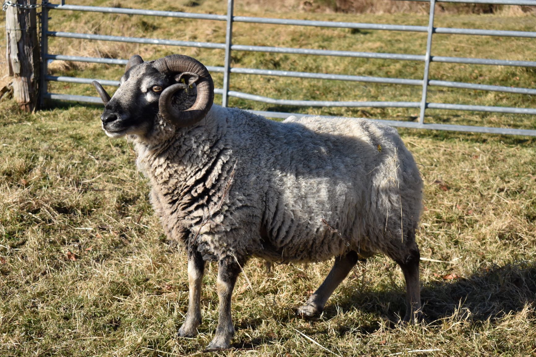 Approved Tup - 070080* LONG JOHN of Meadows image 2