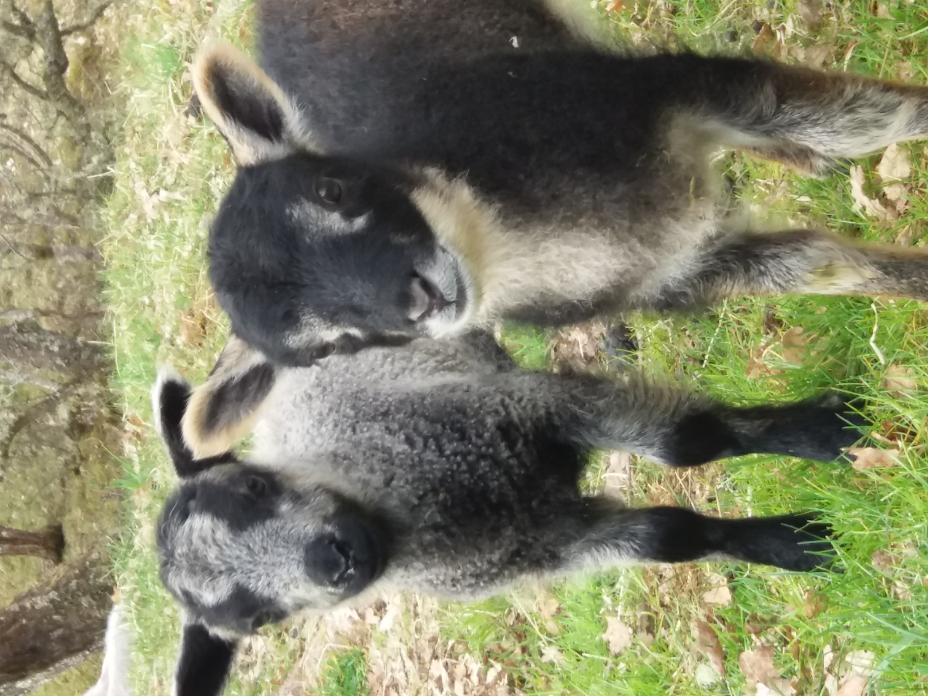 Approved Tup - 070080* LONG JOHN of Meadows image 3