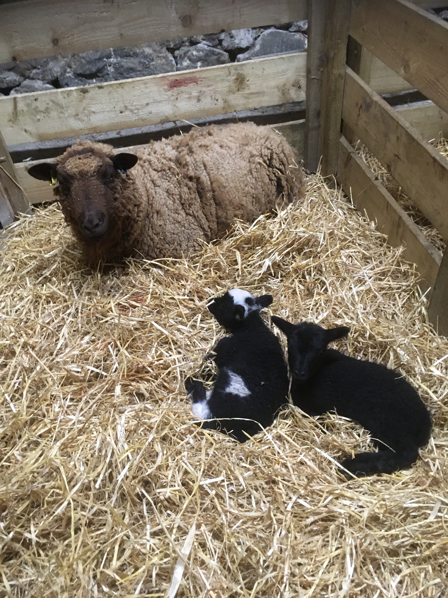 Shetland Sheep for Sale - Raedykes Flock image 3