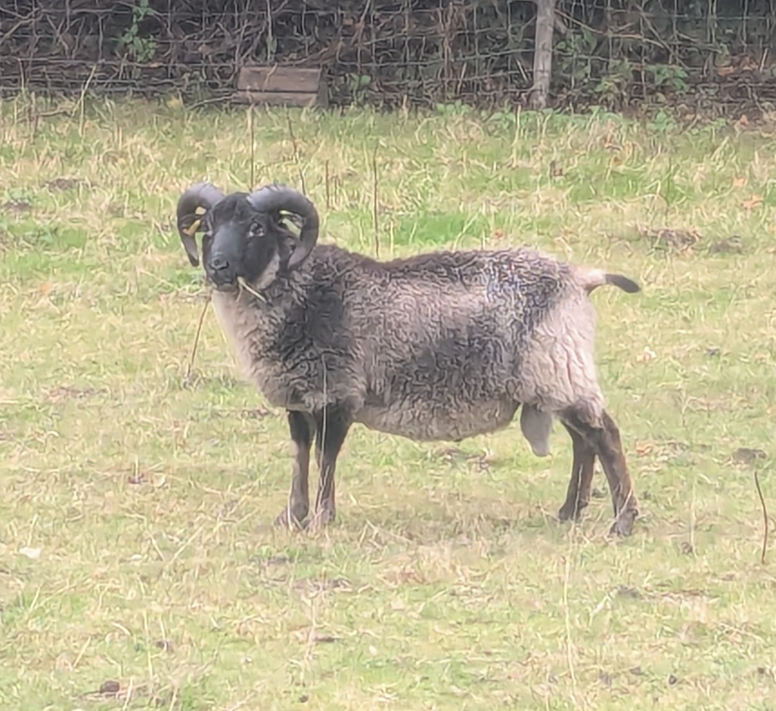 Rams for sale