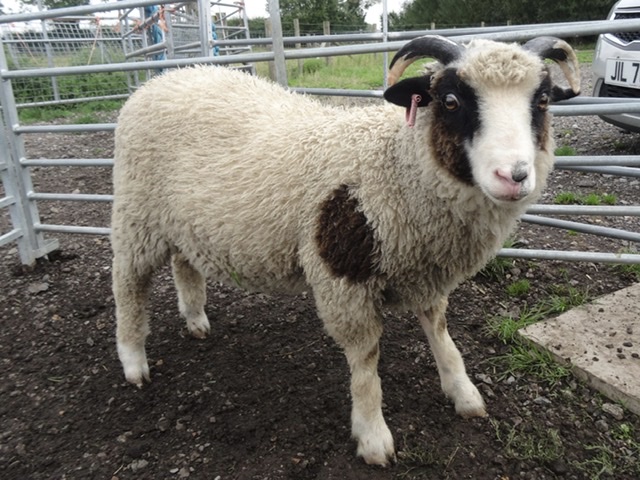 The Abacus Flock has some ram lambs for sale image 1