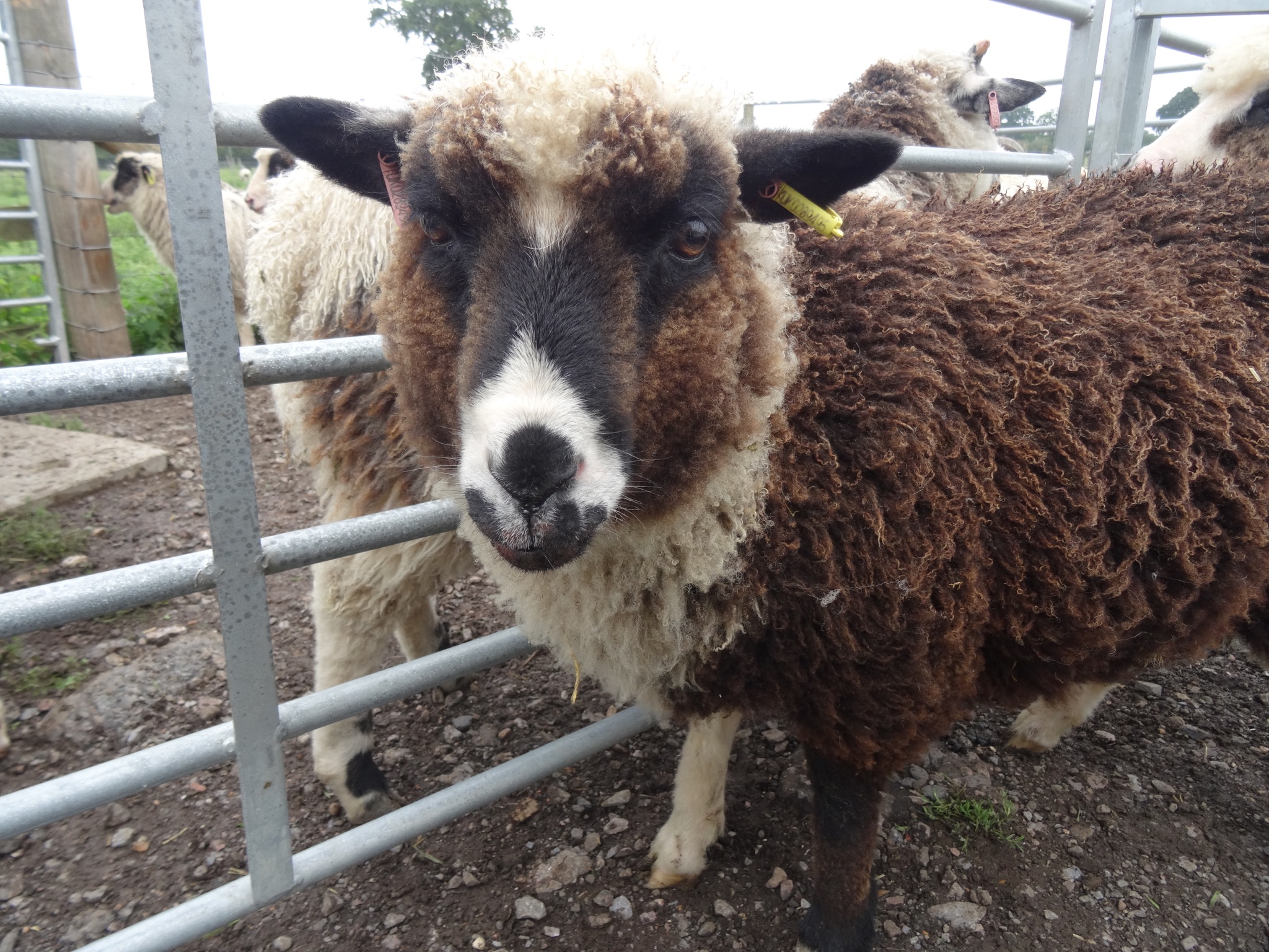 The Abacus Flock has some ram lambs for sale image 2