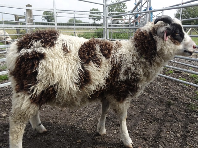The Abacus Flock has some ram lambs for sale image 3