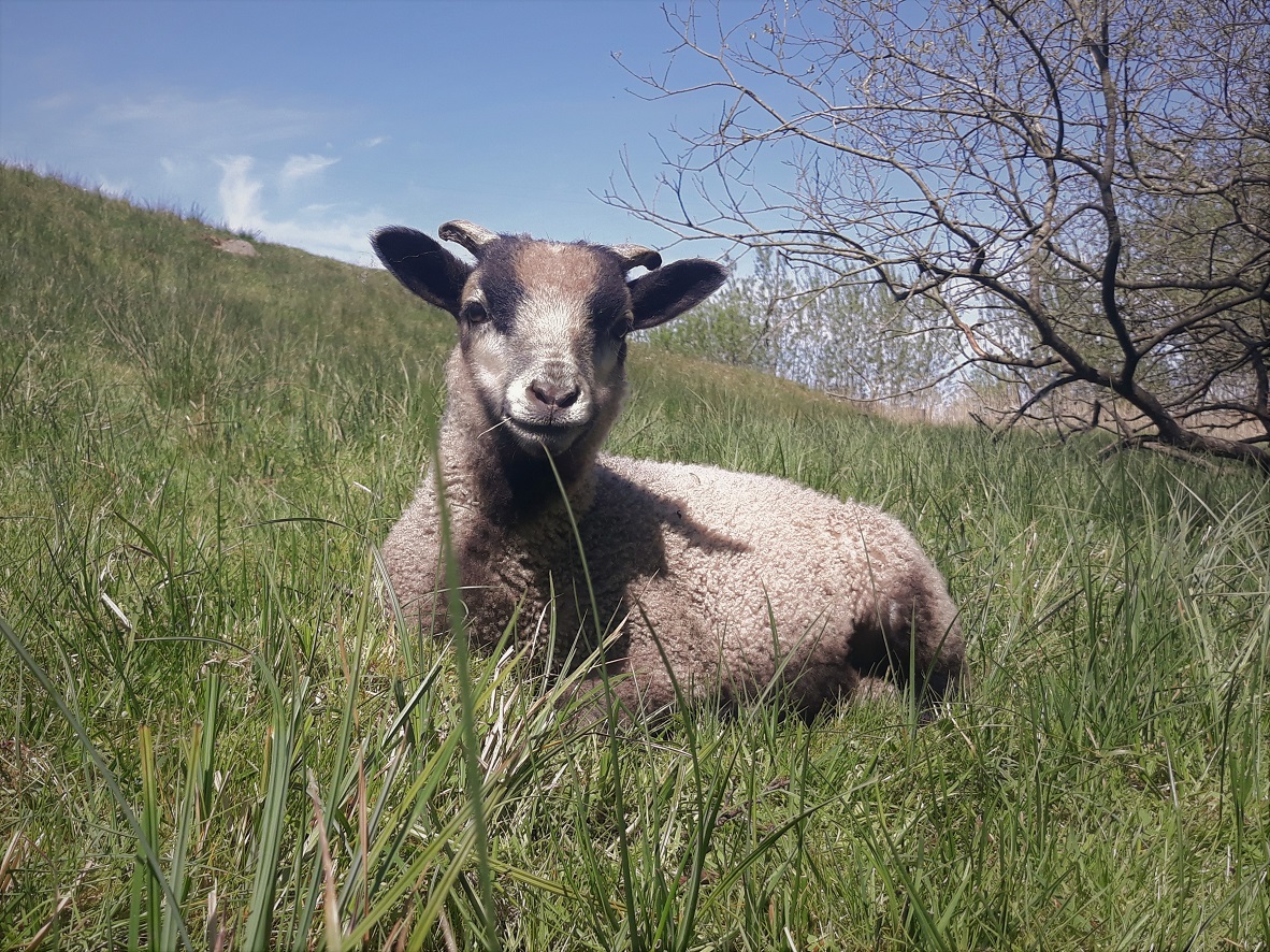 Bankend Pedigree Shetland Sheep for sale image 3