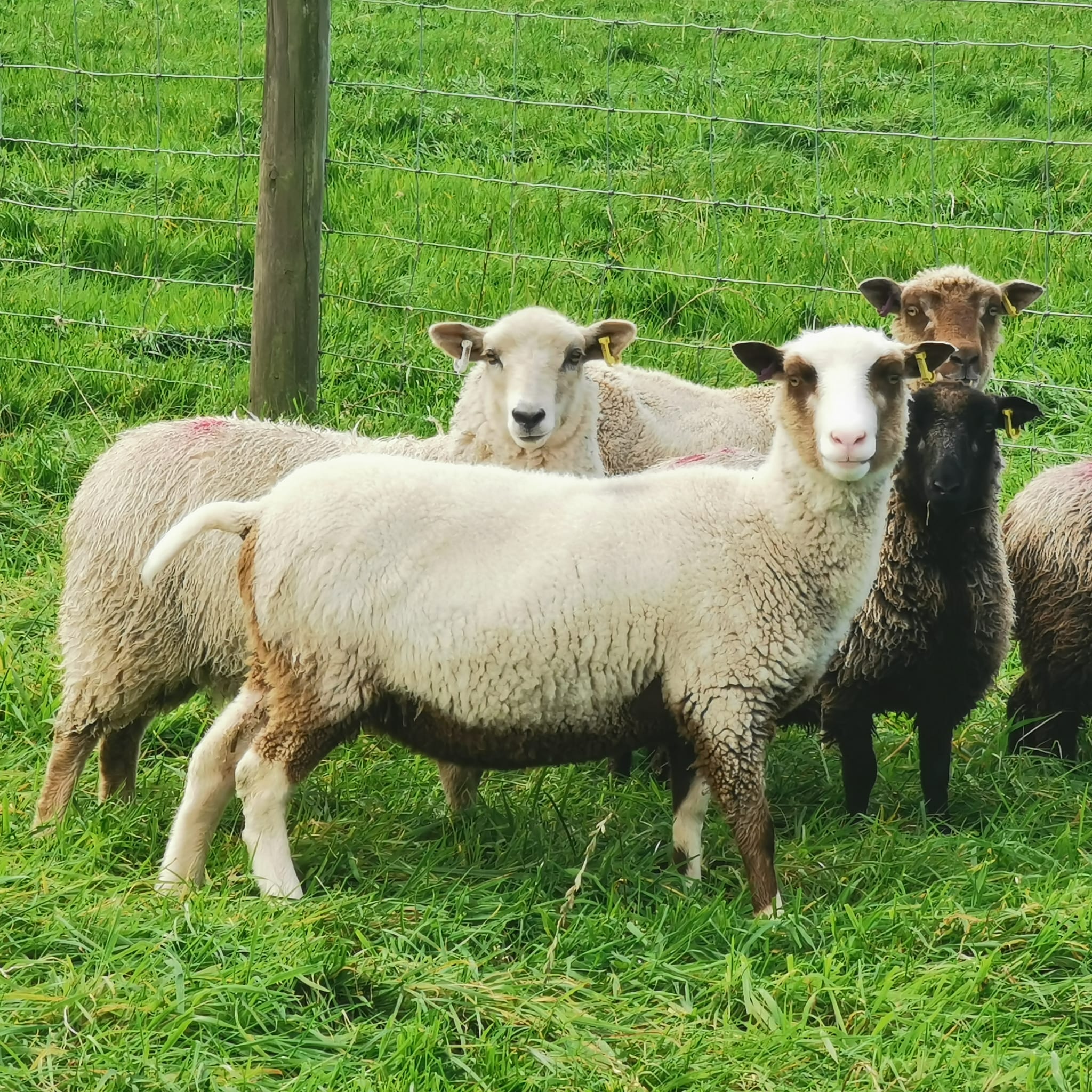 Starter flock available