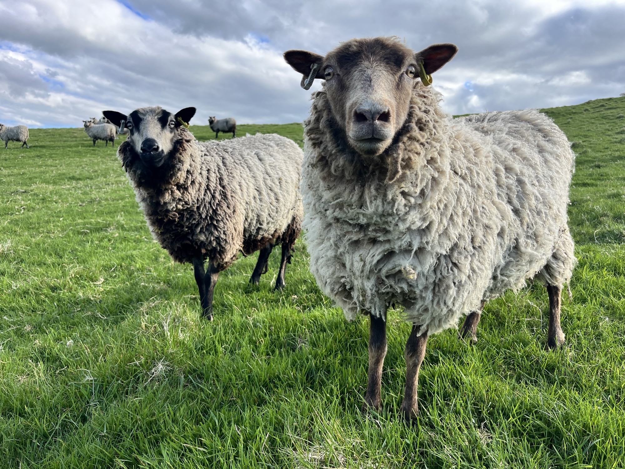 Newhall Flock - Sheep for sale