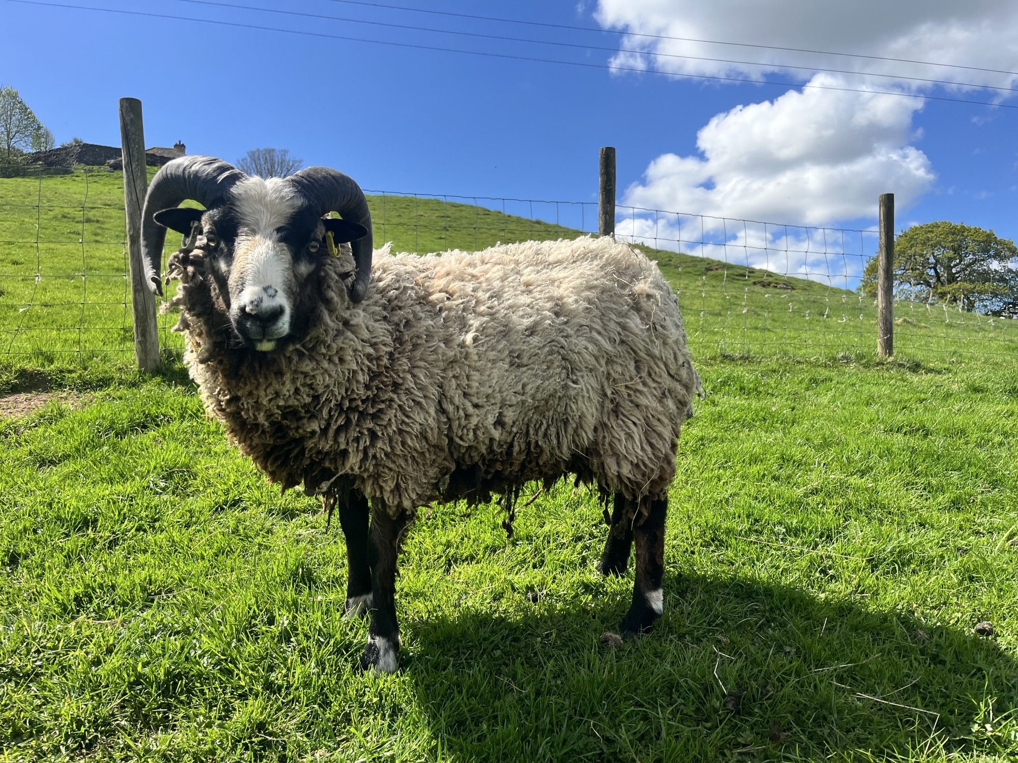 Newhall Flock - Sheep for sale image 2