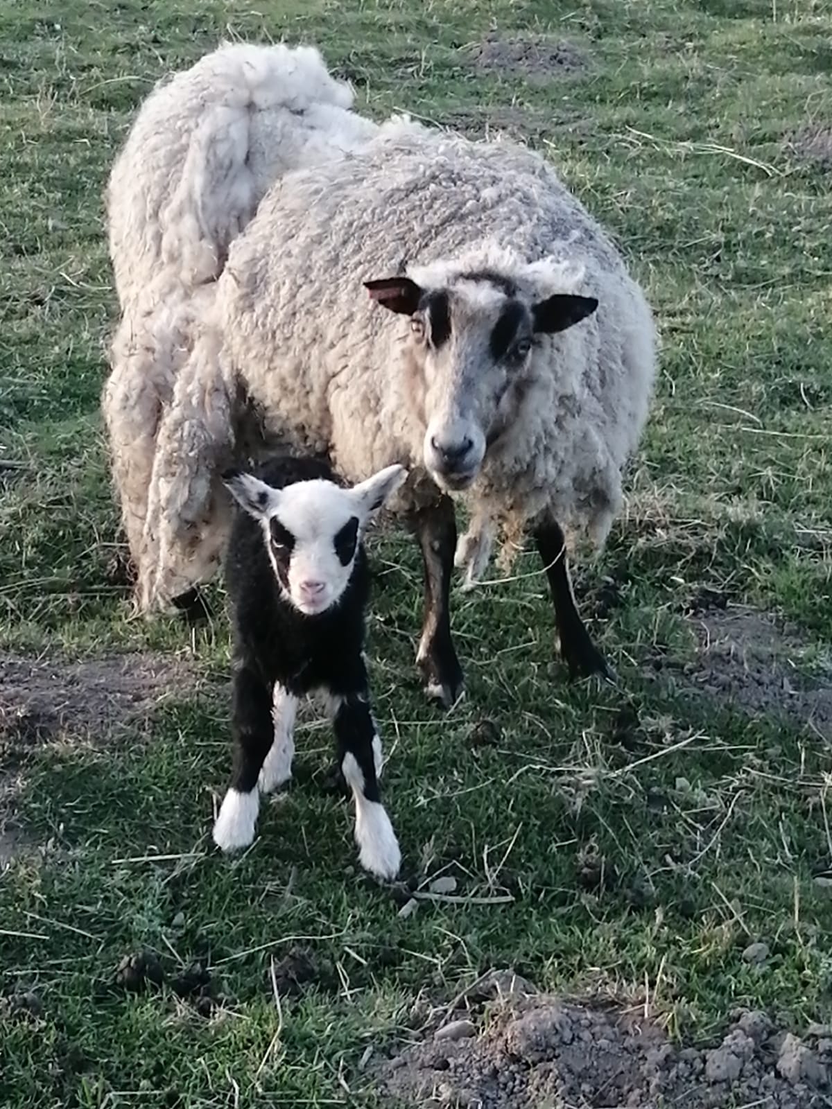 Sheep for Sale Shetland Sheep Society
