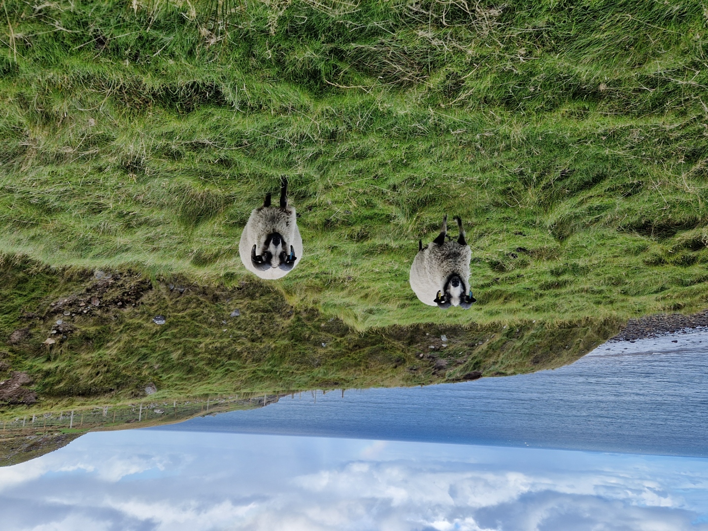 Shearling tups for sale in the West Highlands