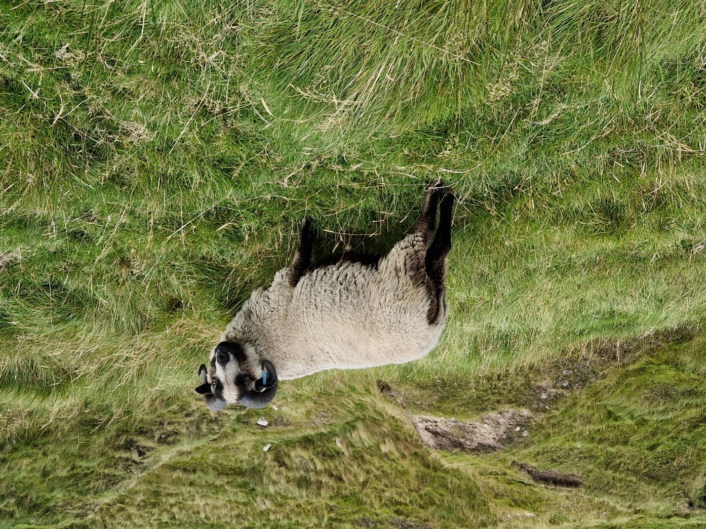 Shearling tups for sale in the West Highlands image 2