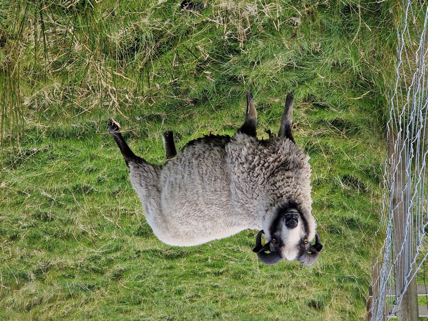 Shearling tups for sale in the West Highlands image 3