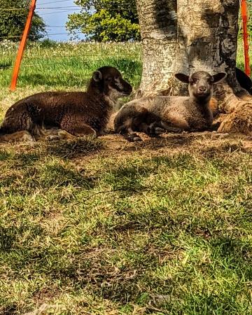 Tregrill Flock - 2021 Lambs, Shearlings and Gimmers image 1