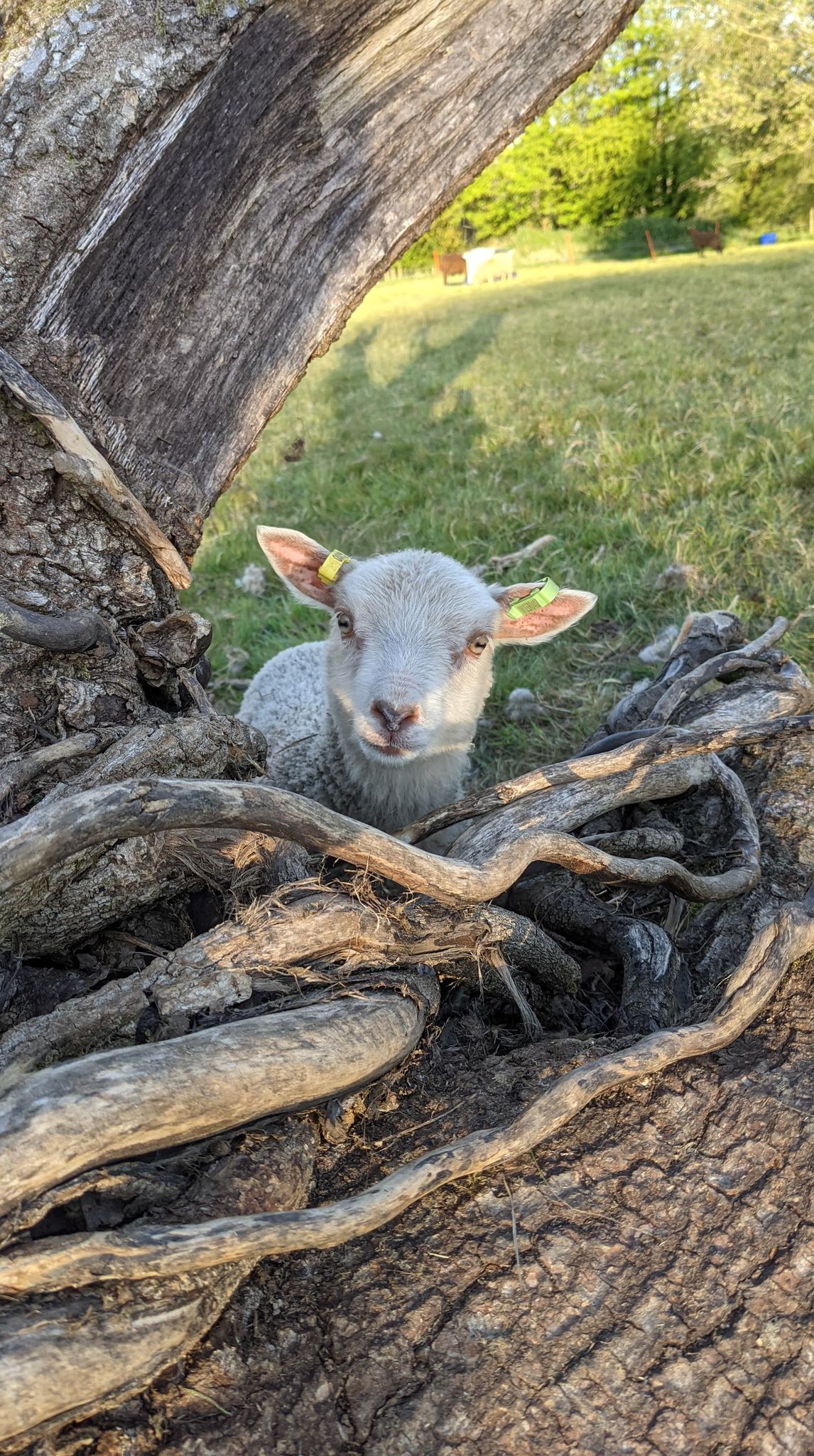 Tregrill Flock - 2021 Lambs, Shearlings and Gimmers image 2