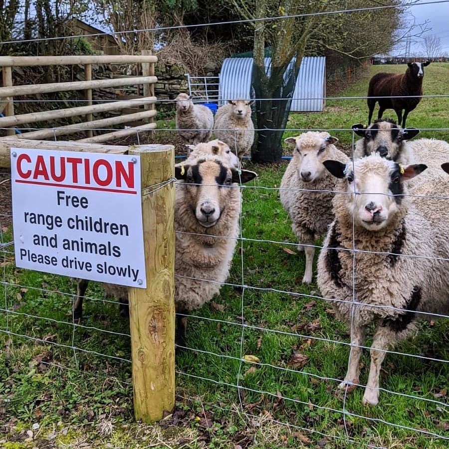 Tregrill Flock - 2021 Lambs, Shearlings and Gimmers image 3