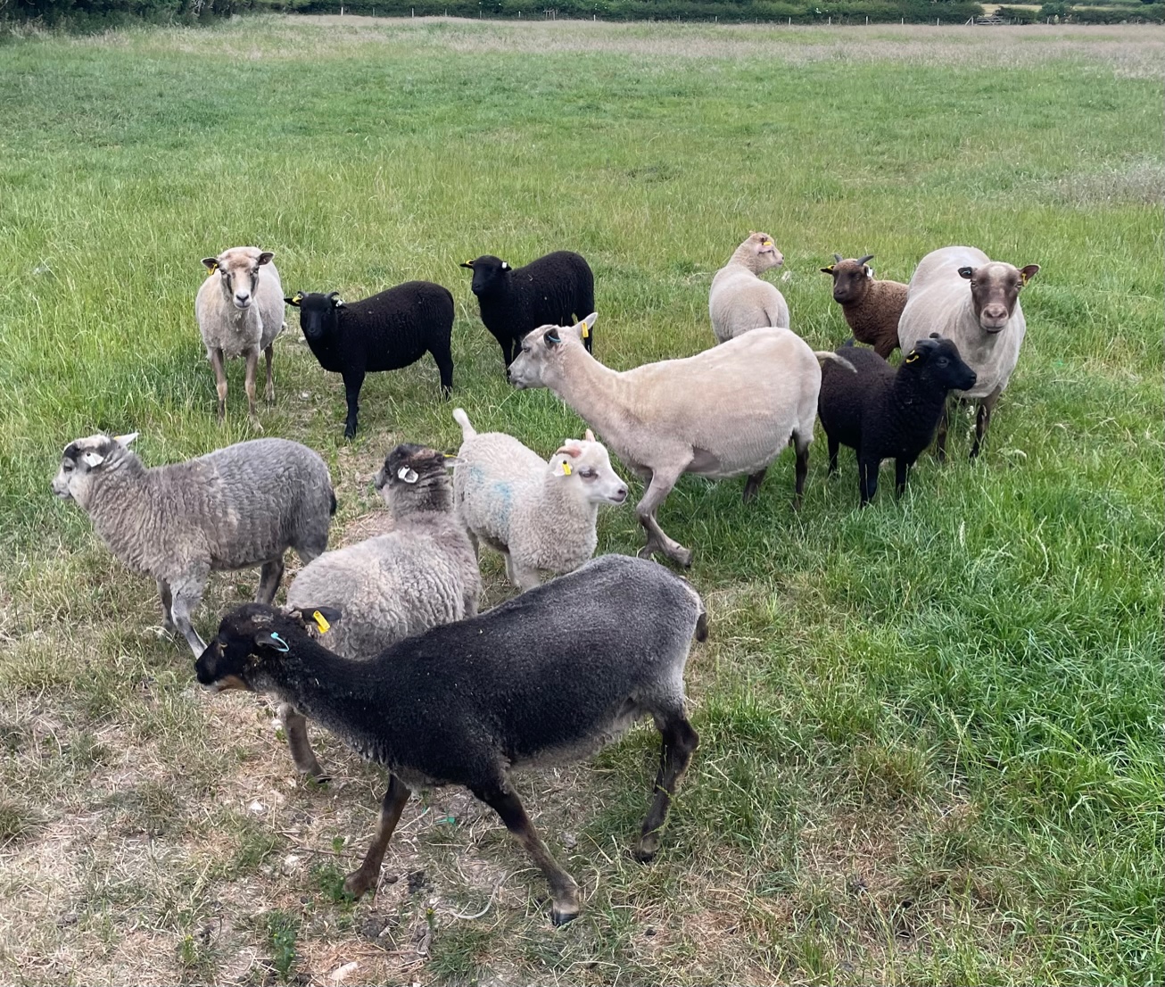 For sale ewes with April born lambs at foot.