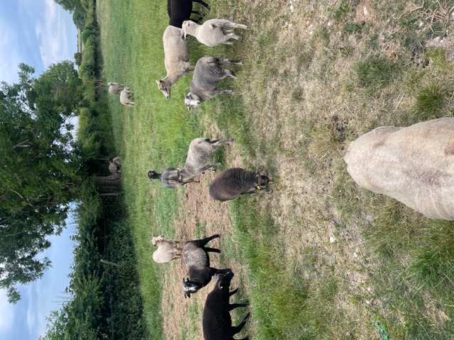 For sale ewes with April born lambs at foot. image 2