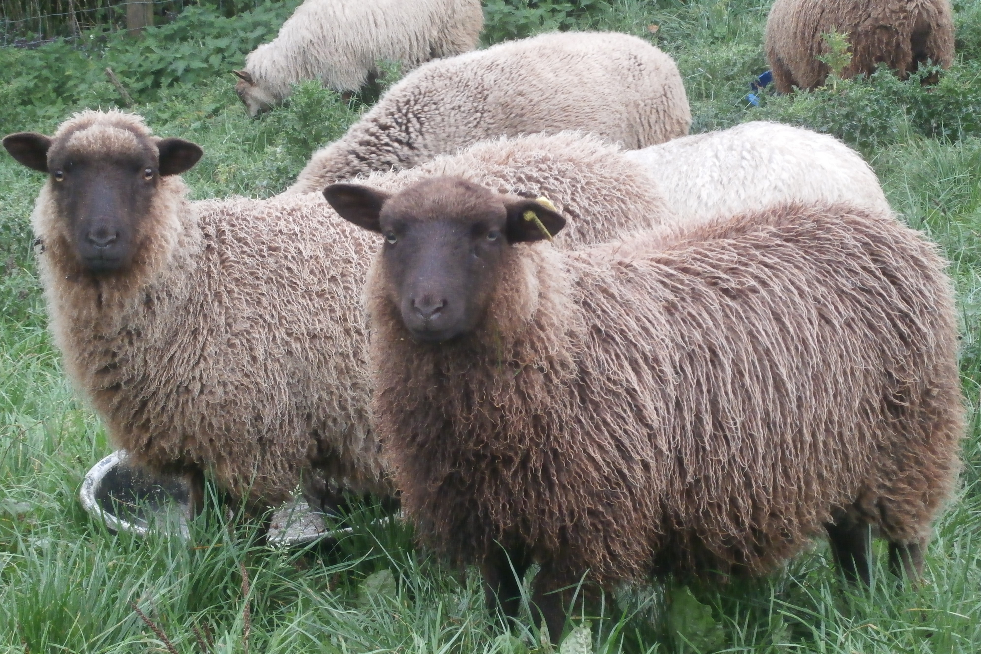 Shetland Ewes and Lambs image 1