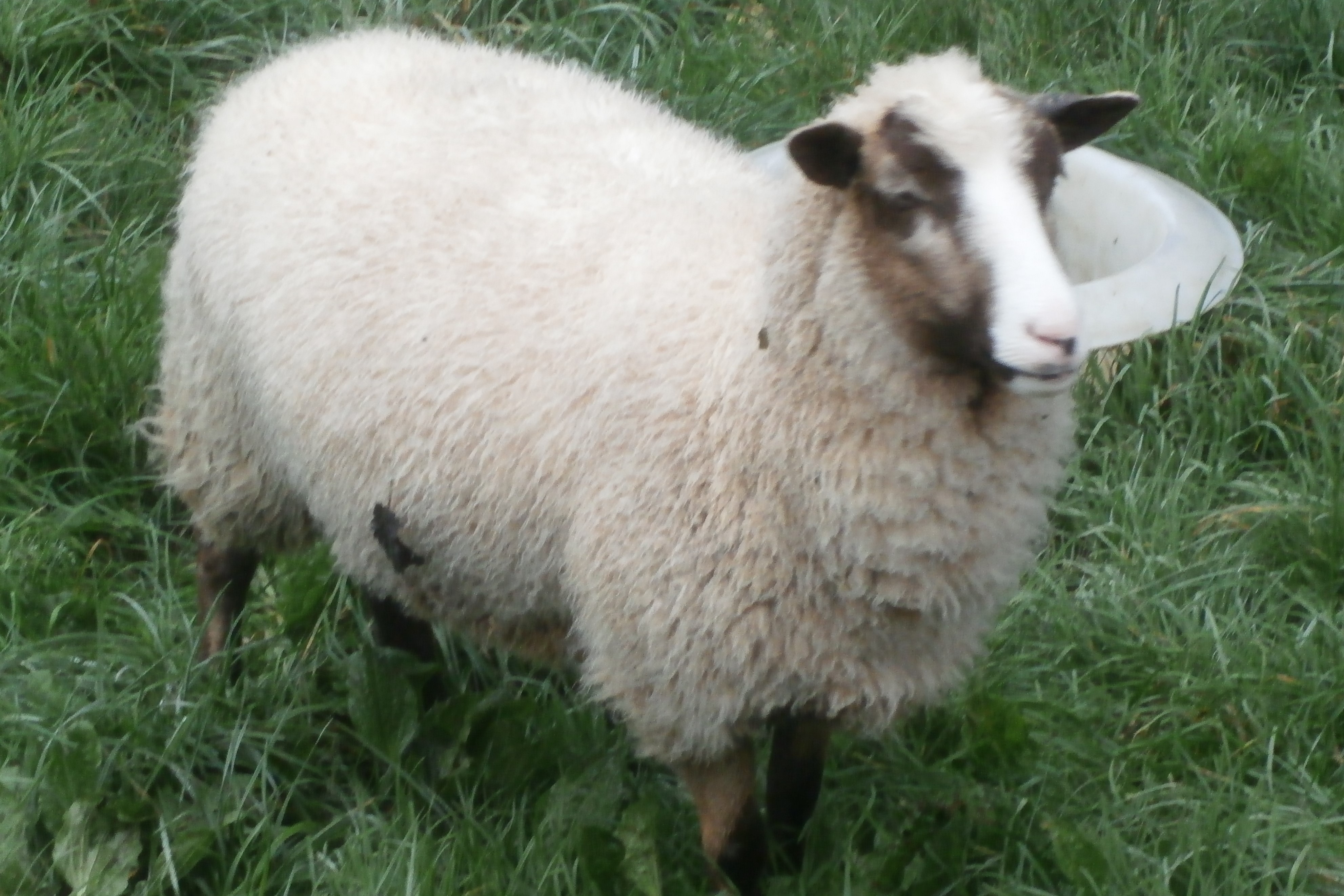 Shetland Ewes and Lambs image 2