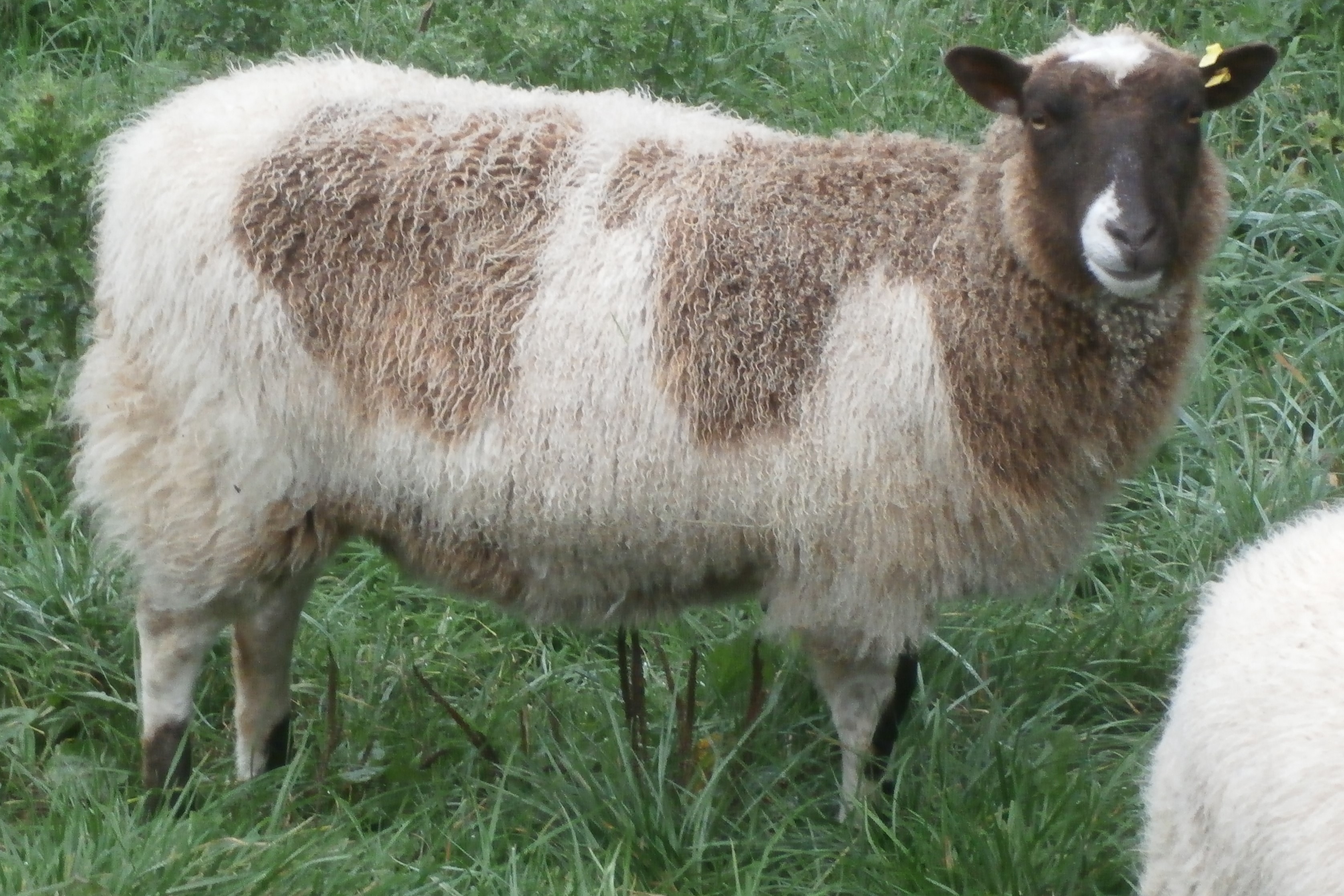 Shetland Ewes and Lambs image 3