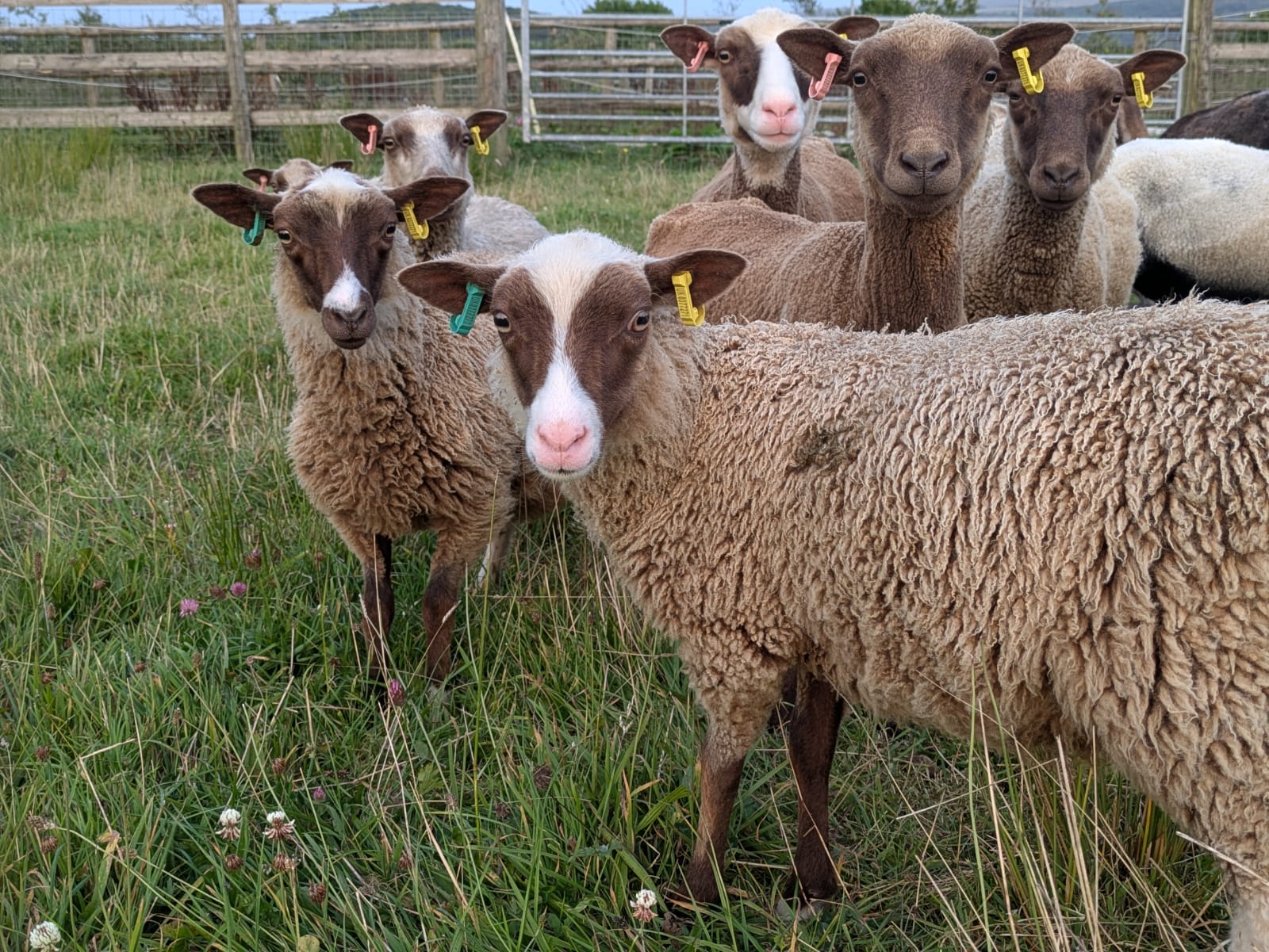 Ewe Lambs, Shearling Ewes and select Aged Ewes for sale image 1