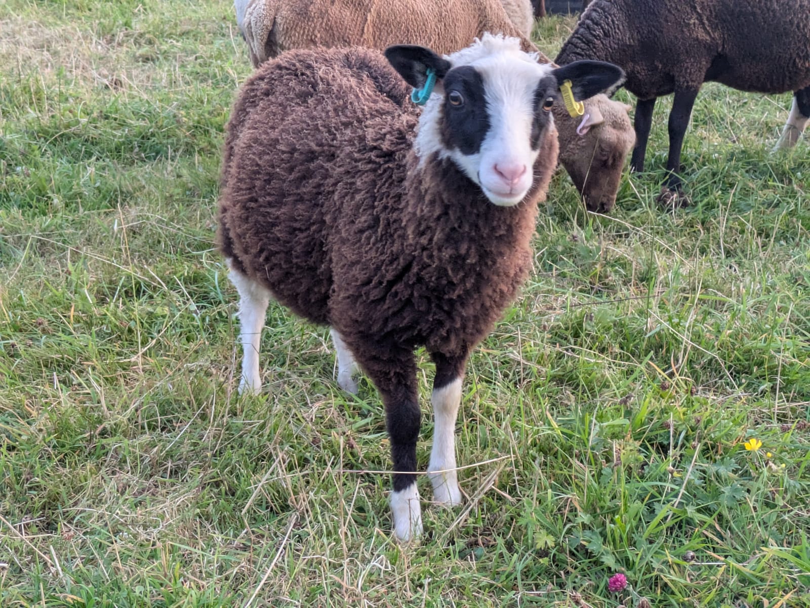 Ewe Lambs, Shearling Ewes and select Aged Ewes for sale image 2