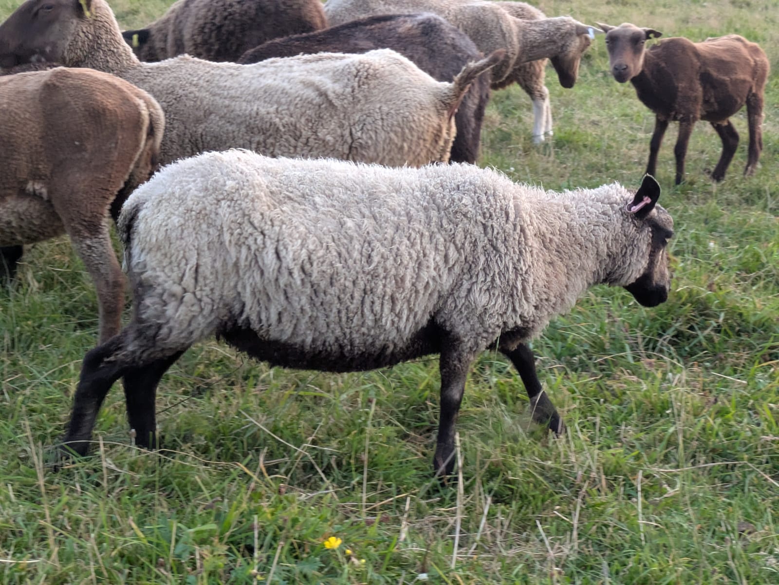 Ewe Lambs, Shearling Ewes and select Aged Ewes for sale image 3