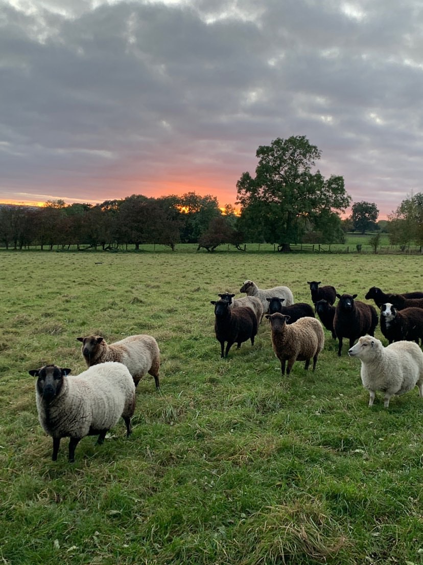 FLOCK DISPERSAL-13 ewes for sale image 1