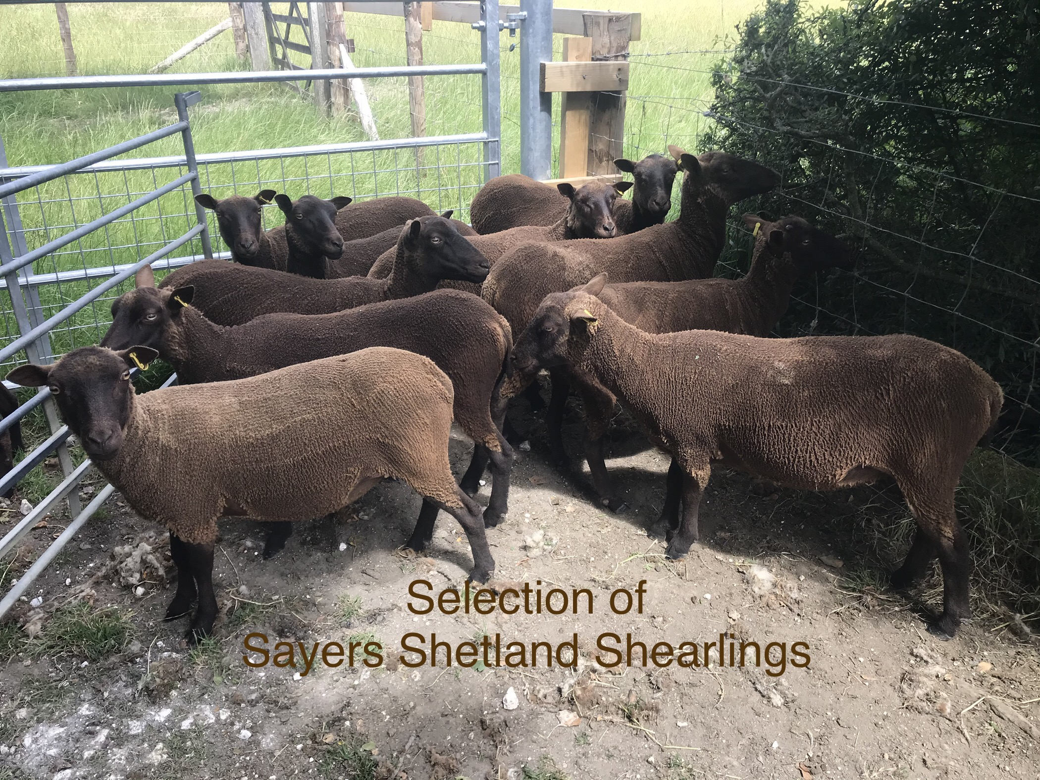 Registered Shetland Sheep for sale