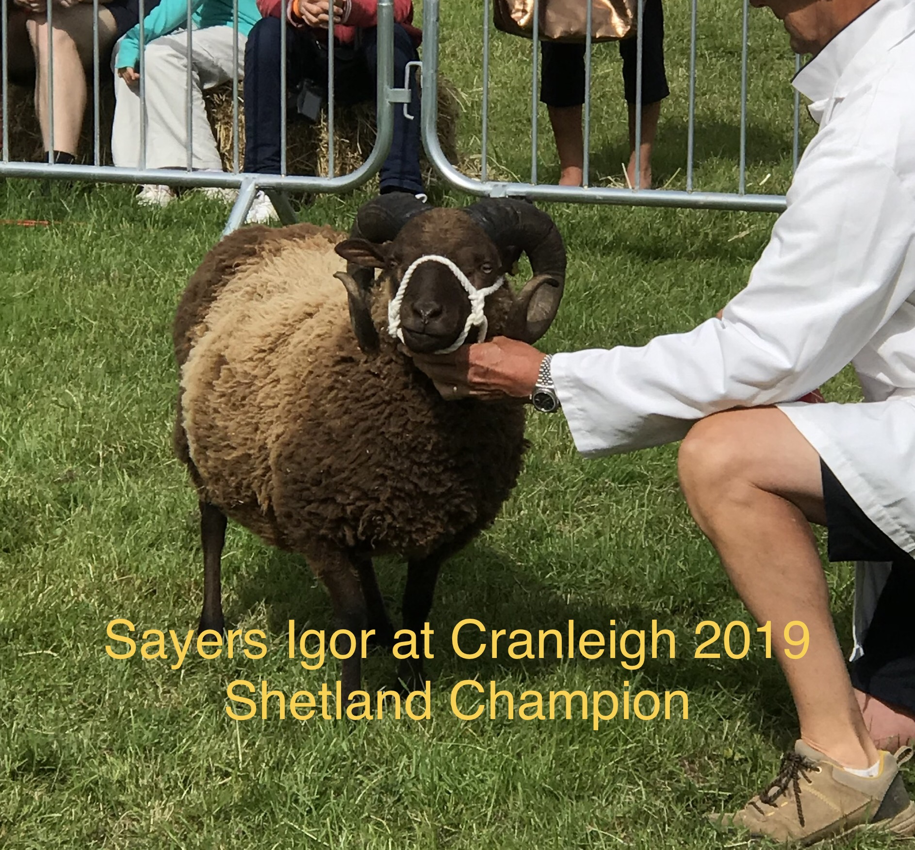 Registered Shetland Sheep for sale image 3
