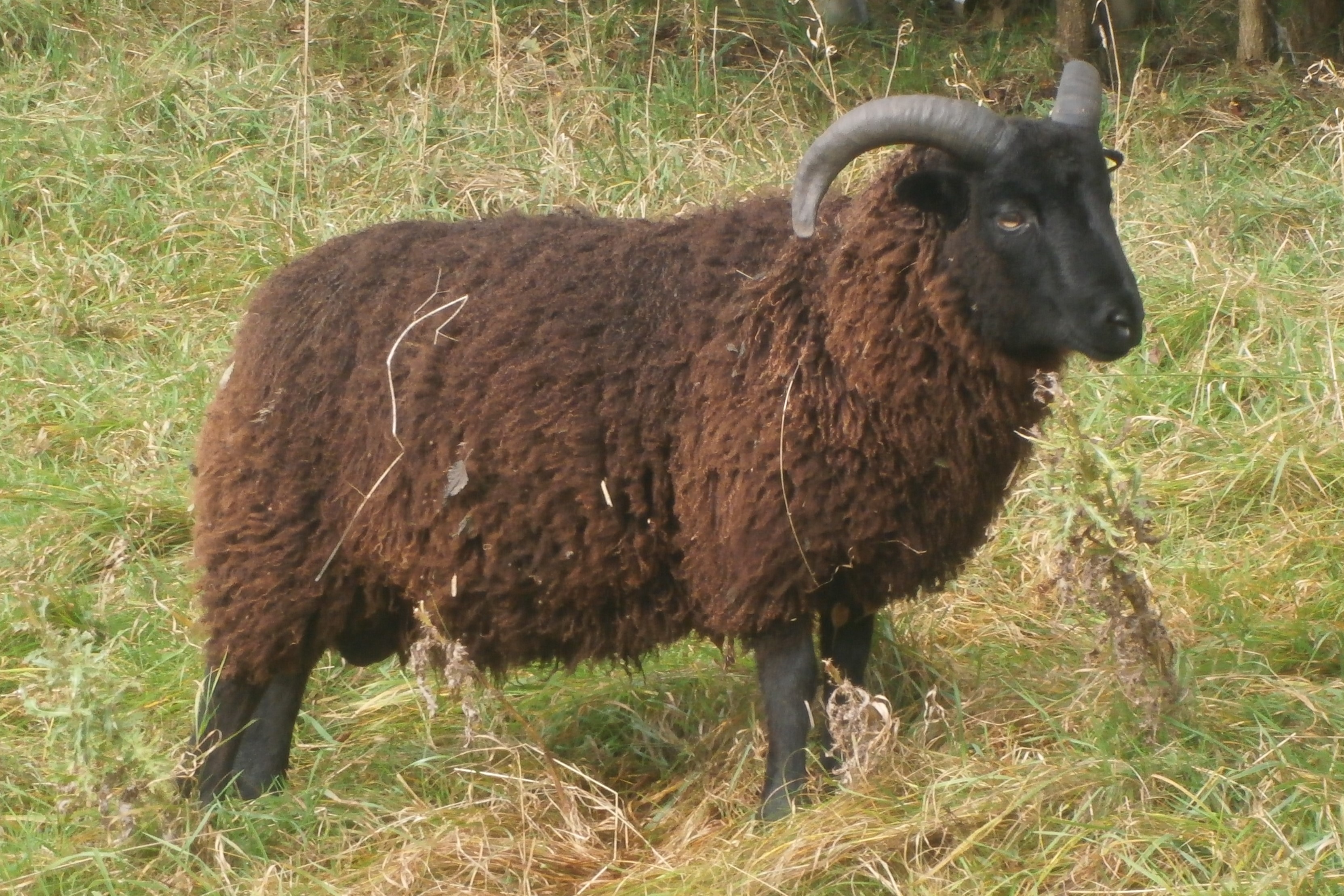 Pedigree Rams for sale image 1