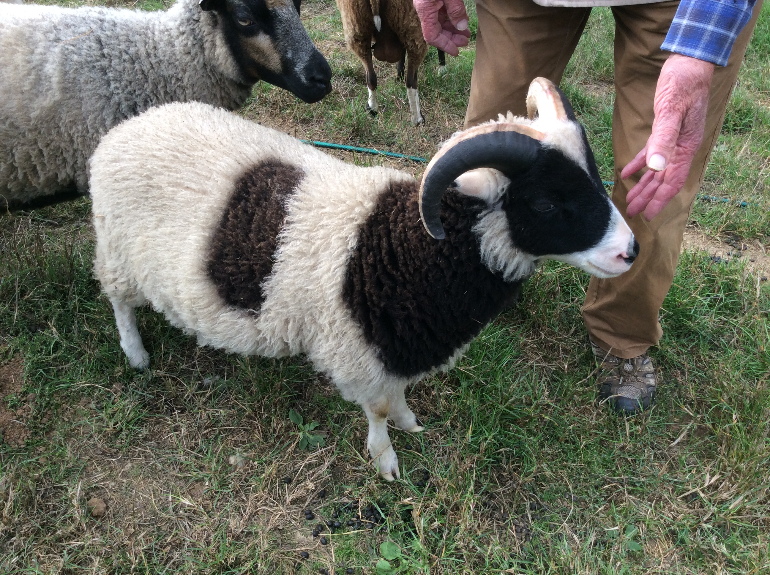 Pedigree Rams for sale | Shetland Sheep Society