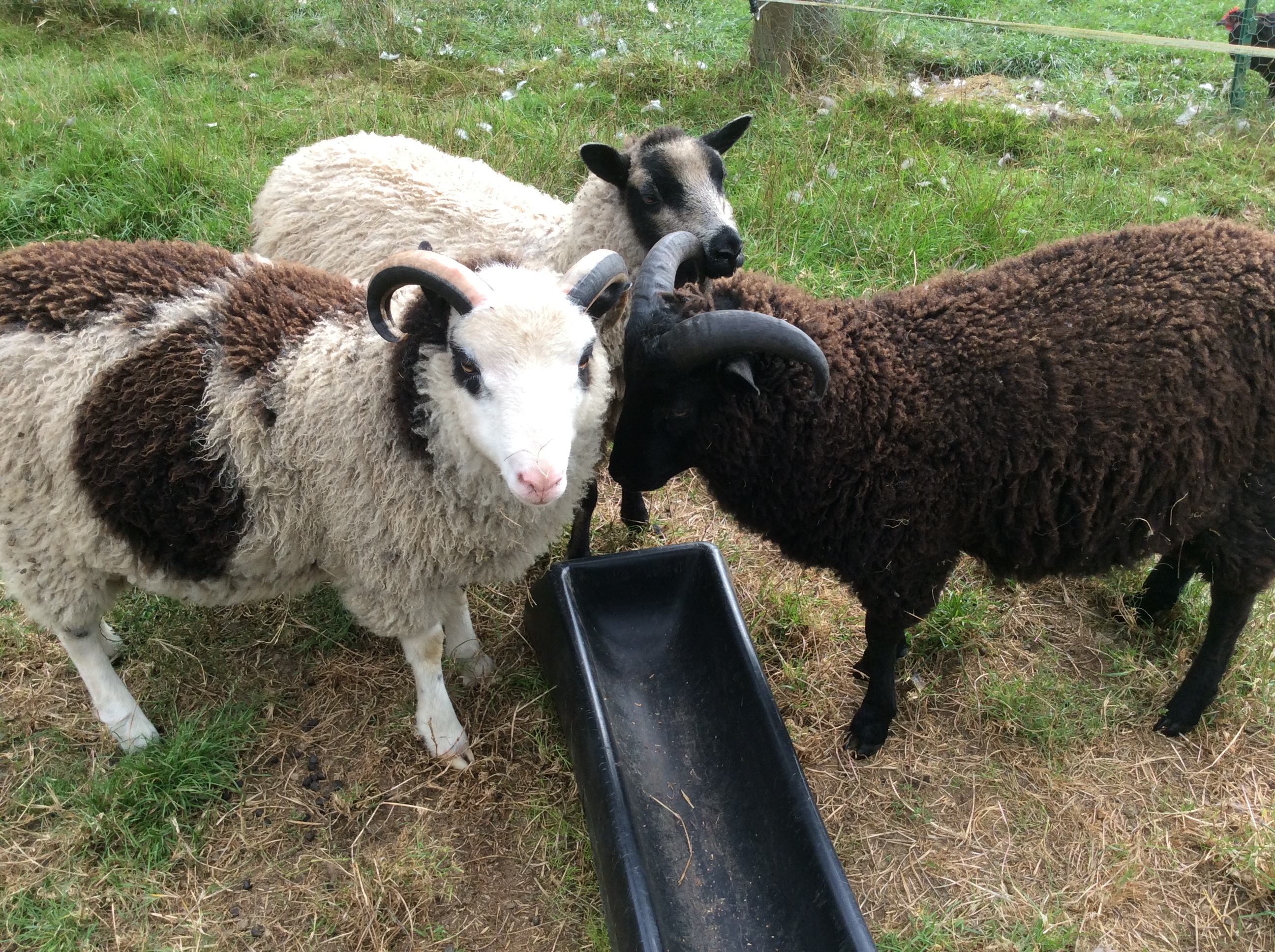 Pedigree Rams for sale image 3