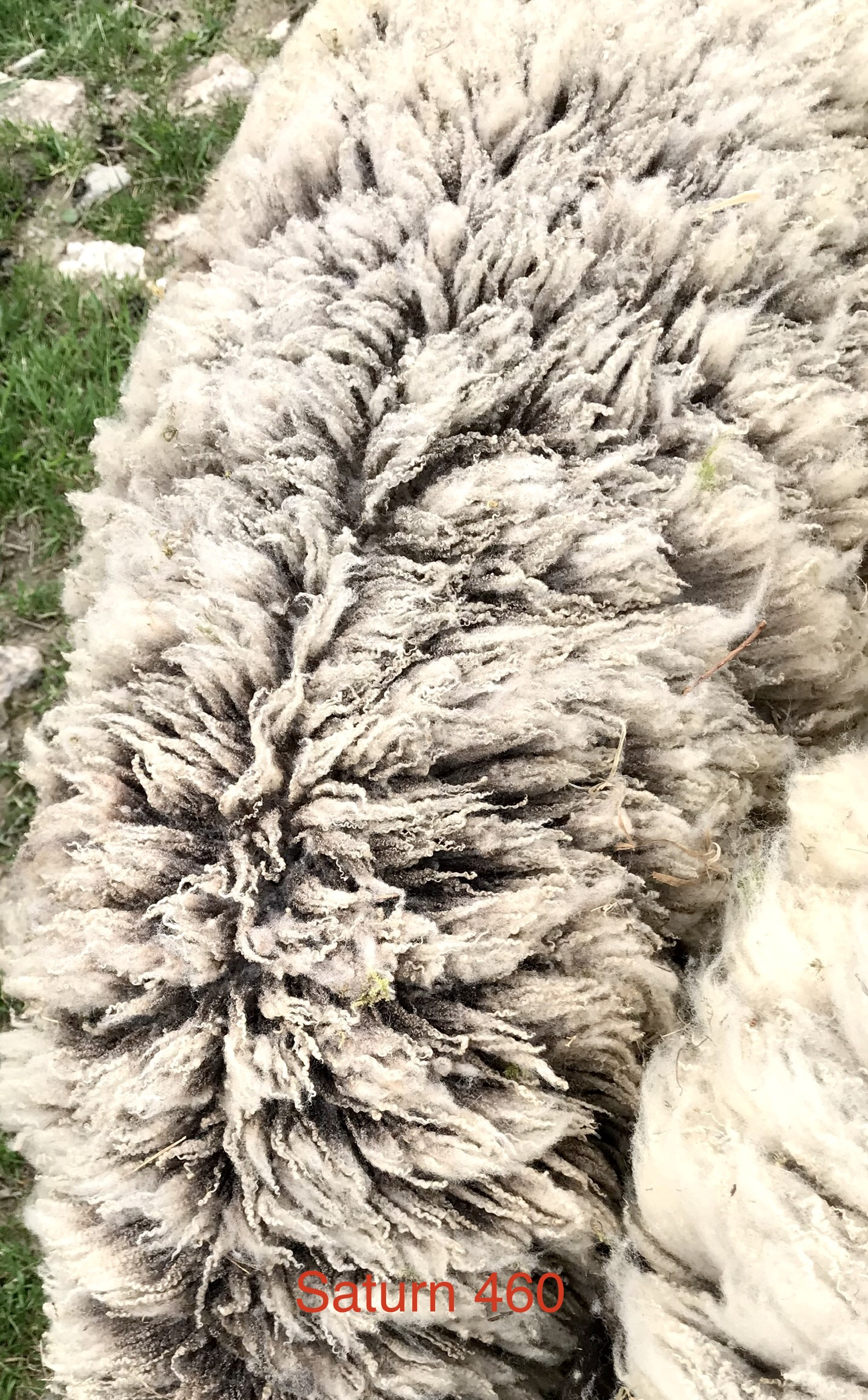 Hardicott Shetland Fleece image 1