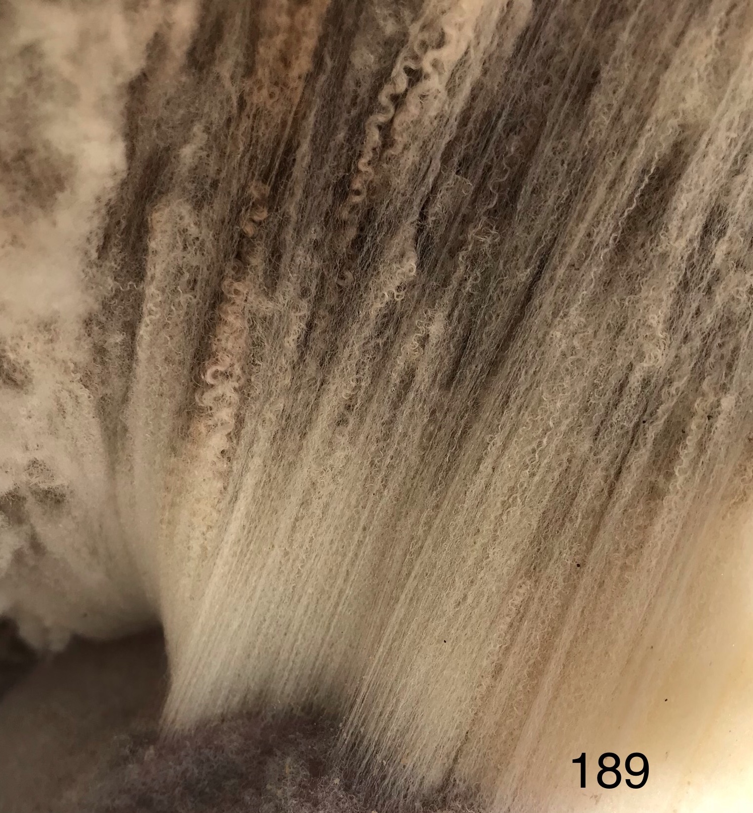 Hardicott Shetland Fleece image 2