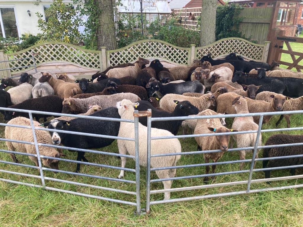 Ewes and lambs for sale
