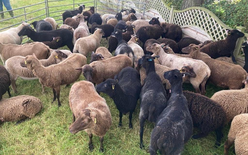 Ewes and lambs for sale image 2
