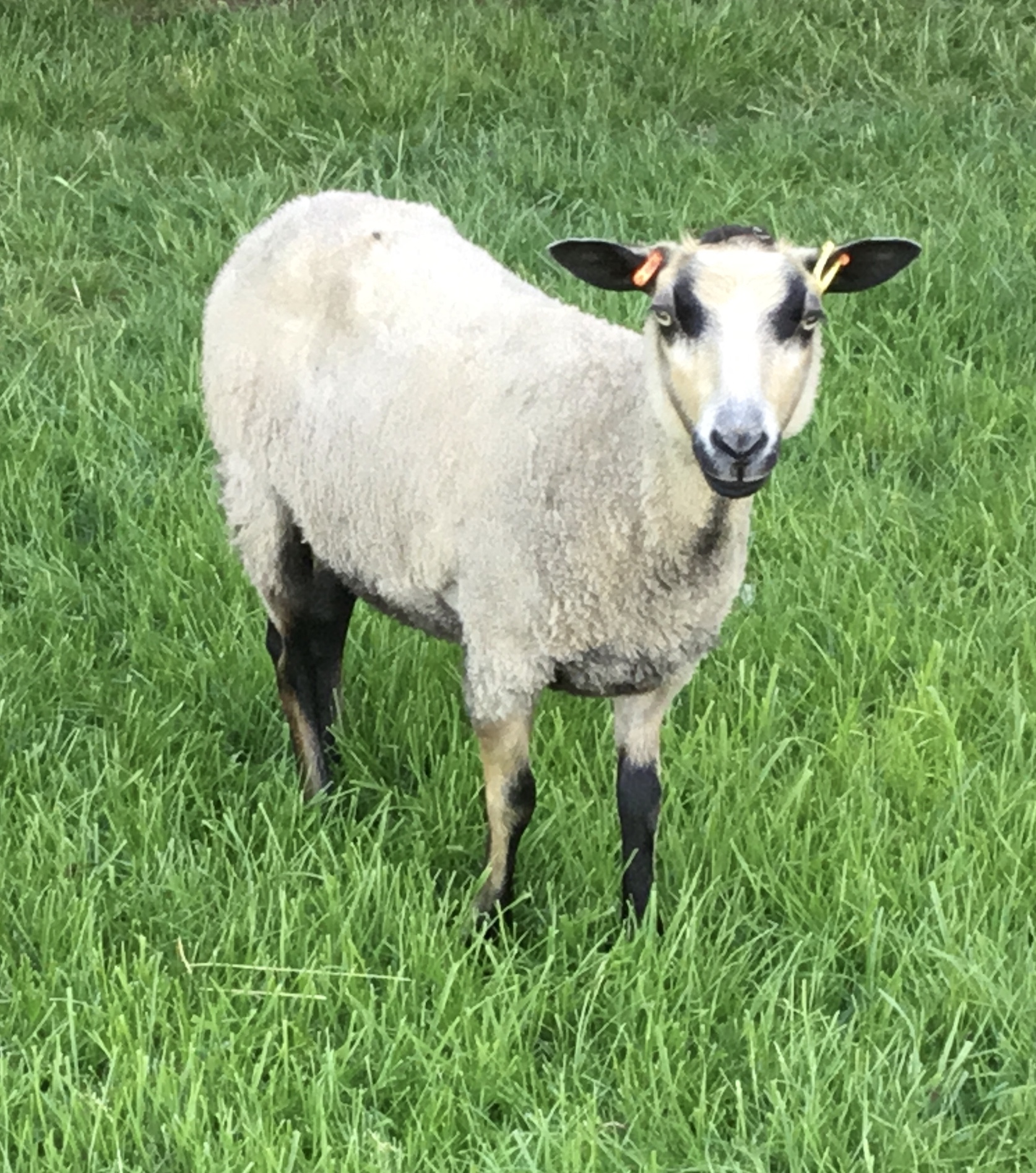 Ashby Shetlands in the Midlands image 2