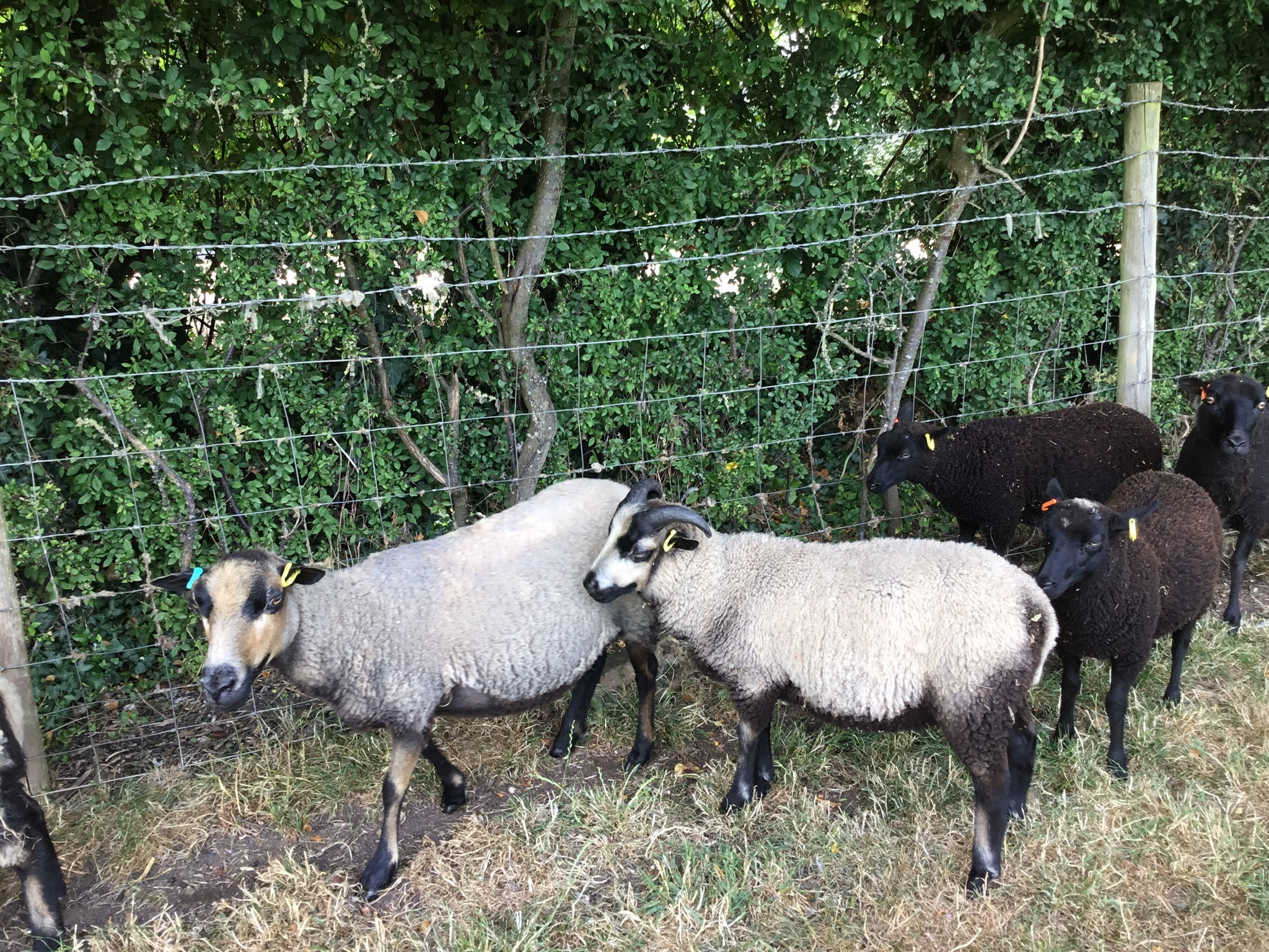 Ashby Shetlands in the Midlands image 3